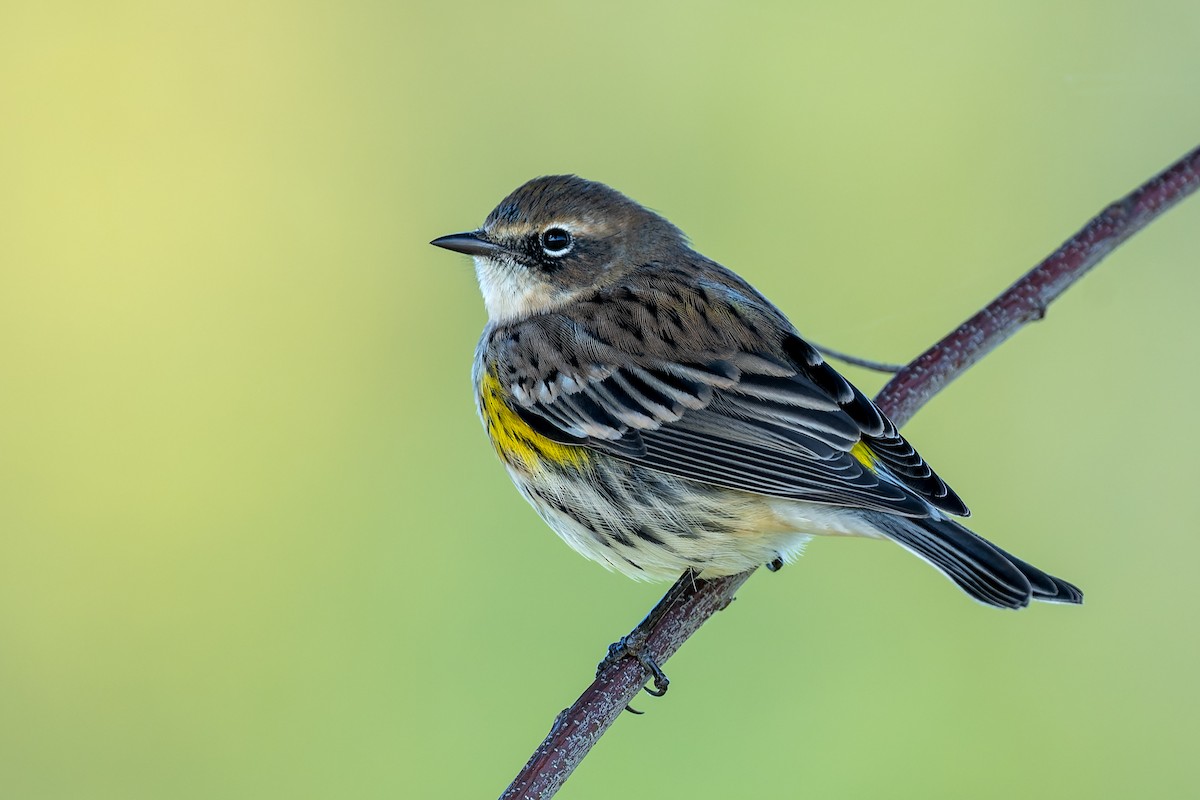 Yellow-rumped Warbler - ML492375381