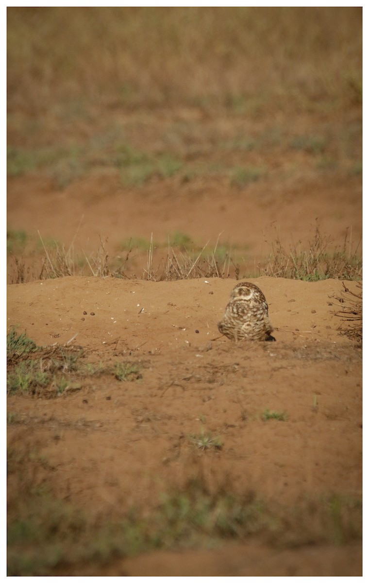 Burrowing Owl - ML492375411