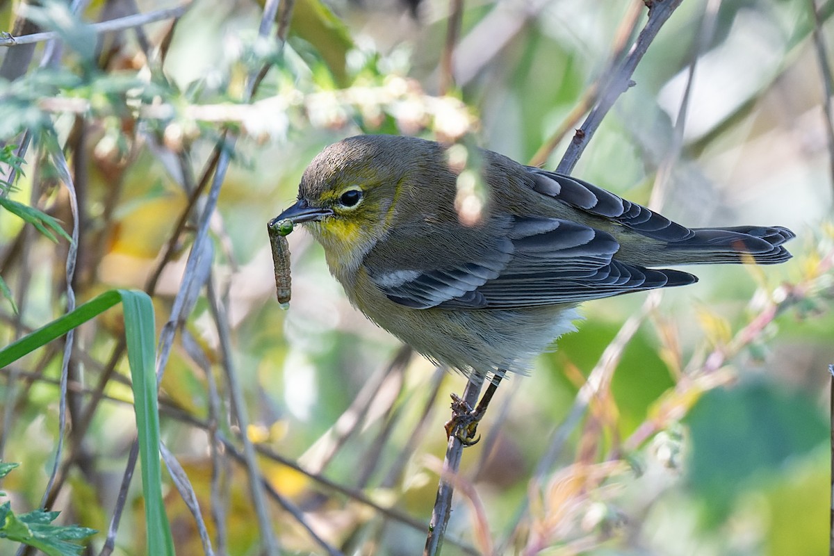 Pine Warbler - Mitchell Goldfarb