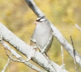 White-crowned Sparrow - David Hochadel