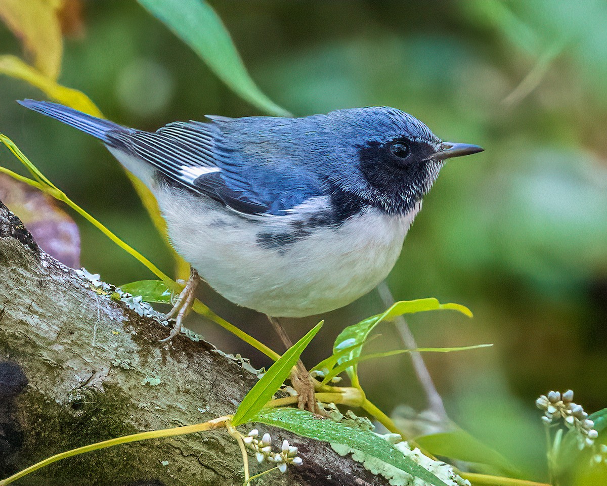 Black-throated Blue Warbler - ML492376791