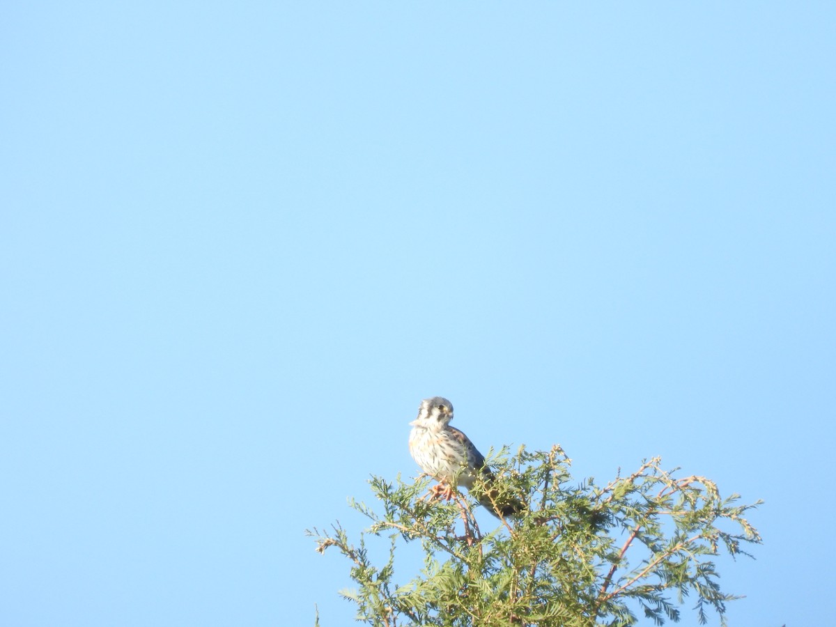 American Kestrel - ML492377561