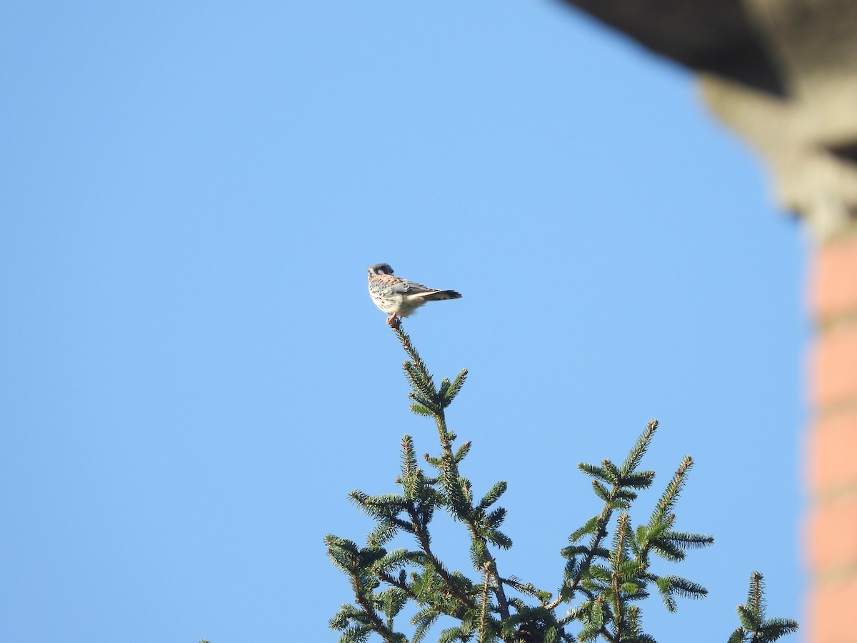 American Kestrel - ML492377581