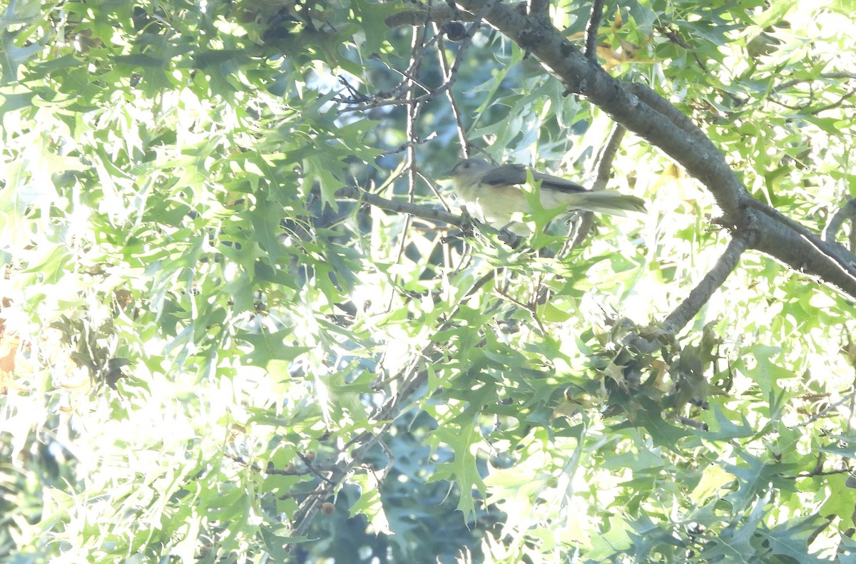 Tufted Titmouse - ML492377771