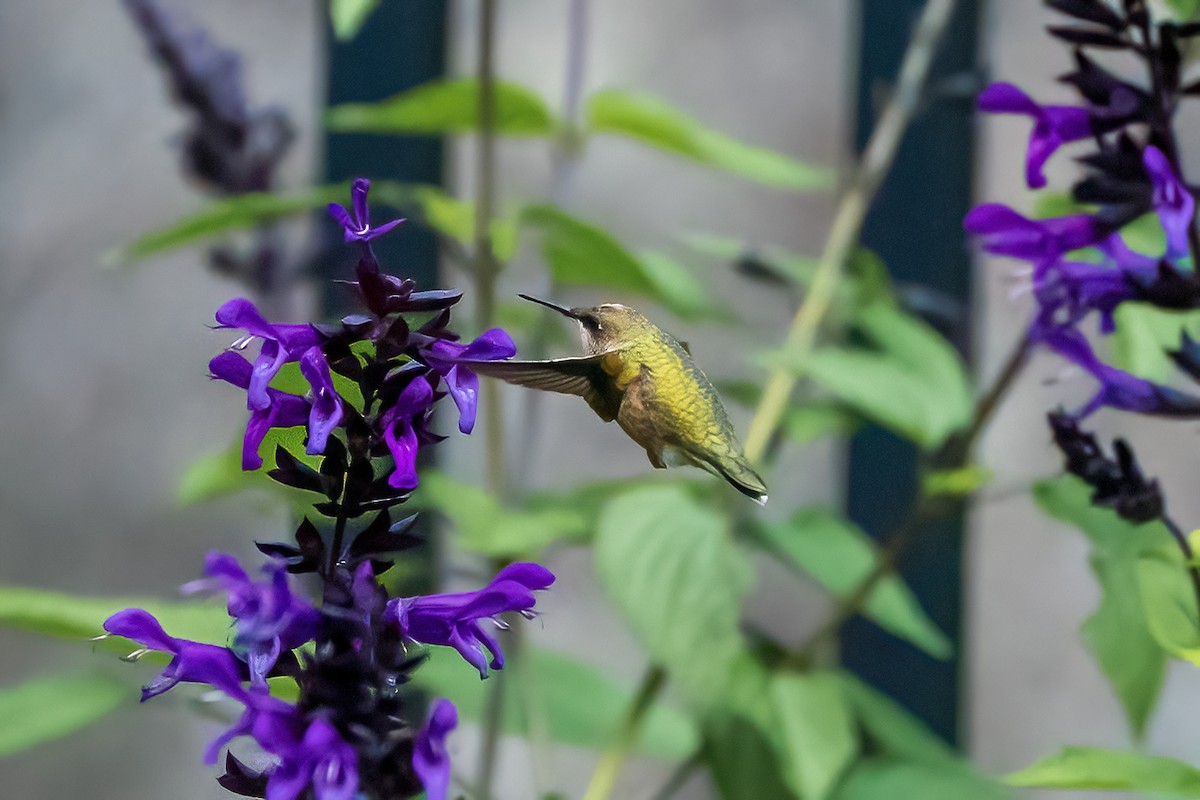 Ruby-throated Hummingbird - Renee Lucier