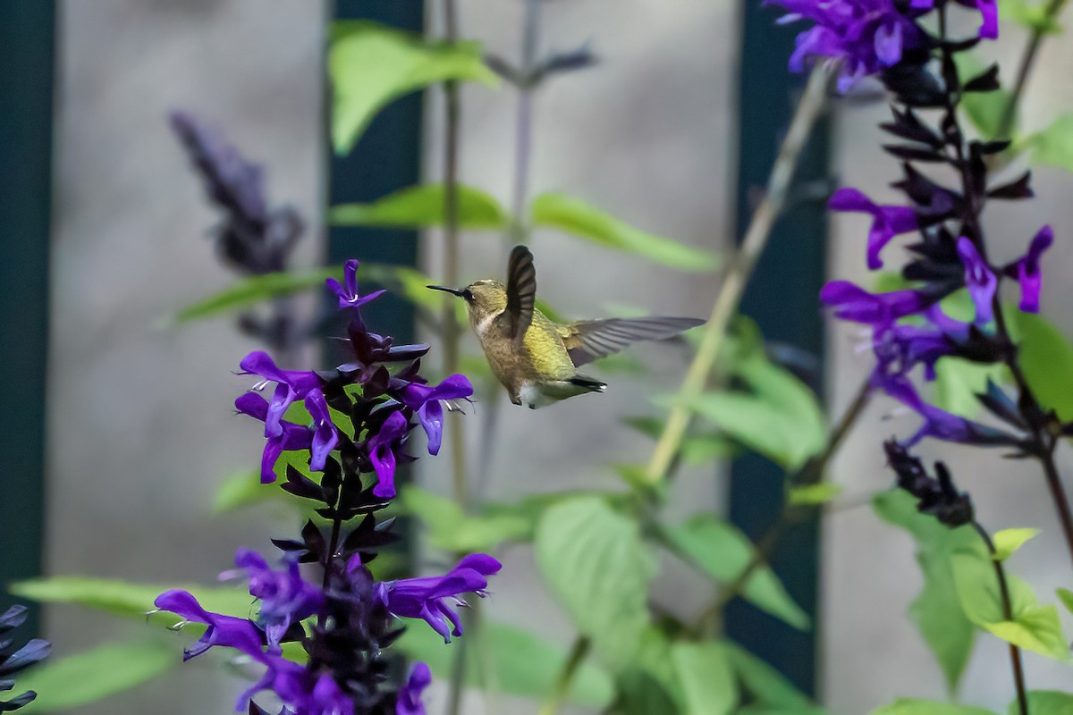 Ruby-throated Hummingbird - ML492377931