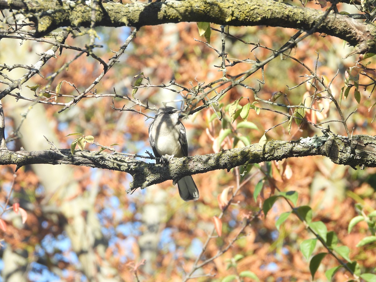 Northern Mockingbird - ML492377941