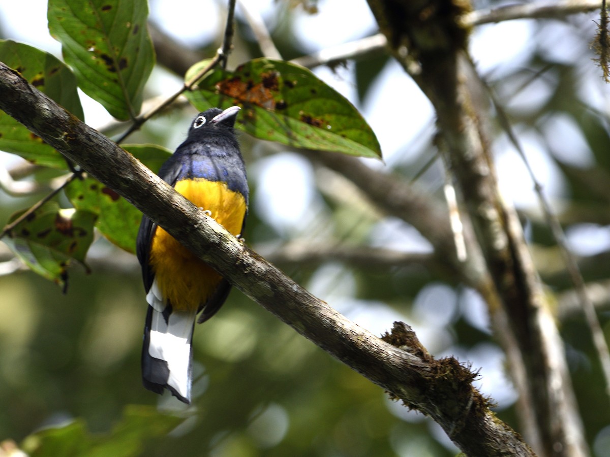 White-tailed Trogon - ML492377991