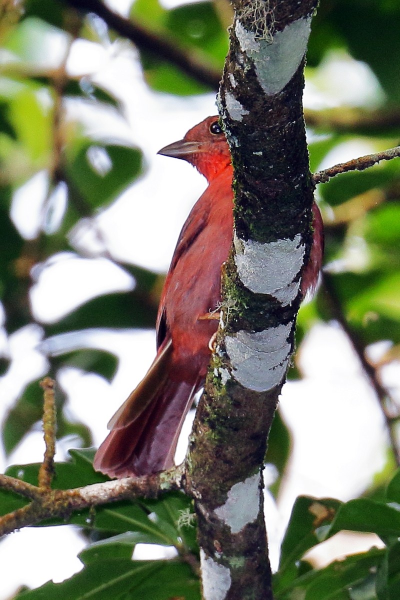 Red-crowned Ant-Tanager - ML49237881