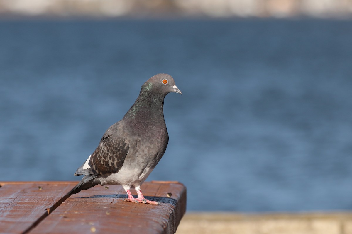 Rock Pigeon (Feral Pigeon) - ML492379531