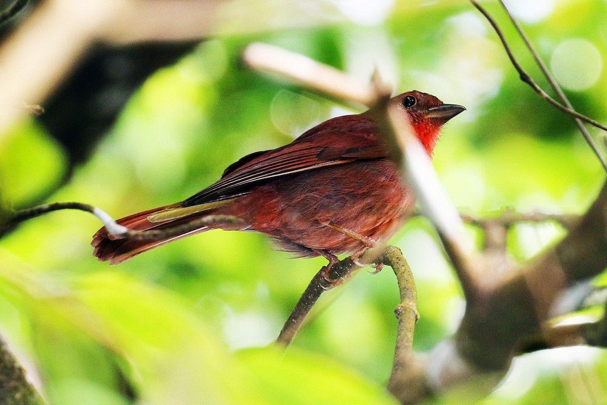 Red-crowned Ant-Tanager - ML49237971