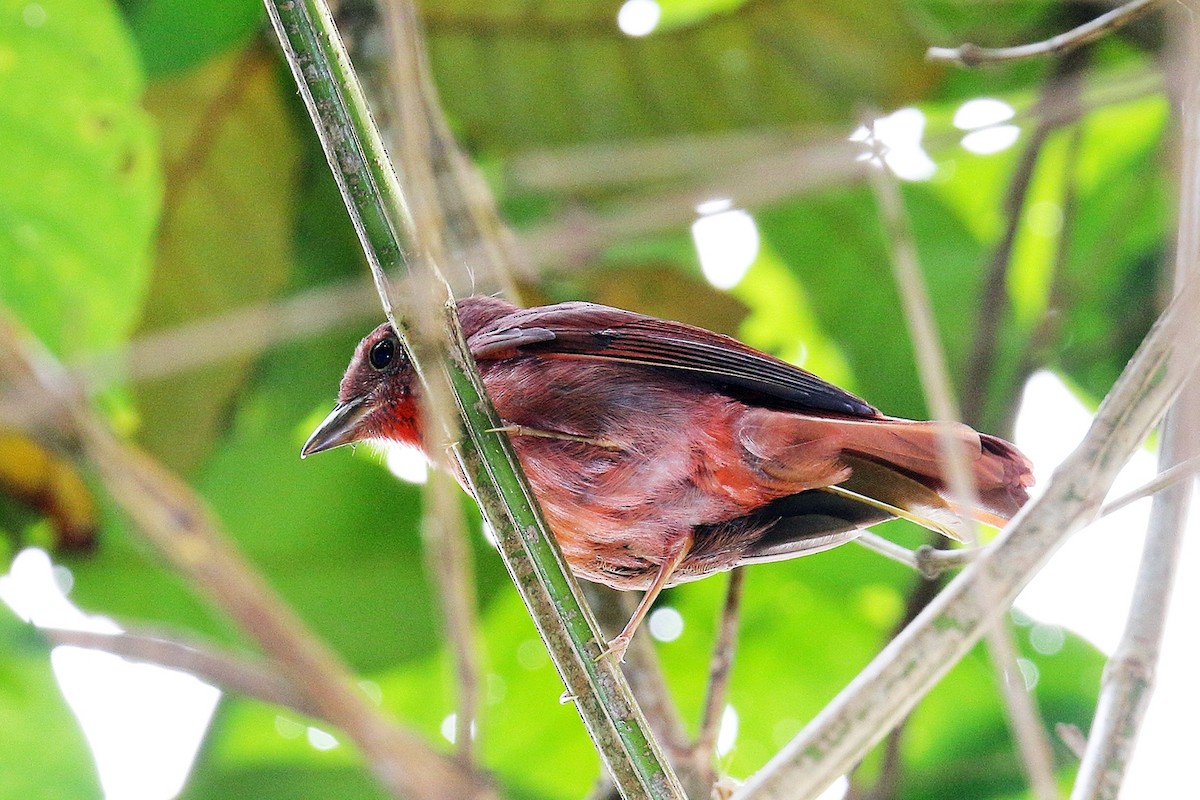 Red-crowned Ant-Tanager - ML49237981