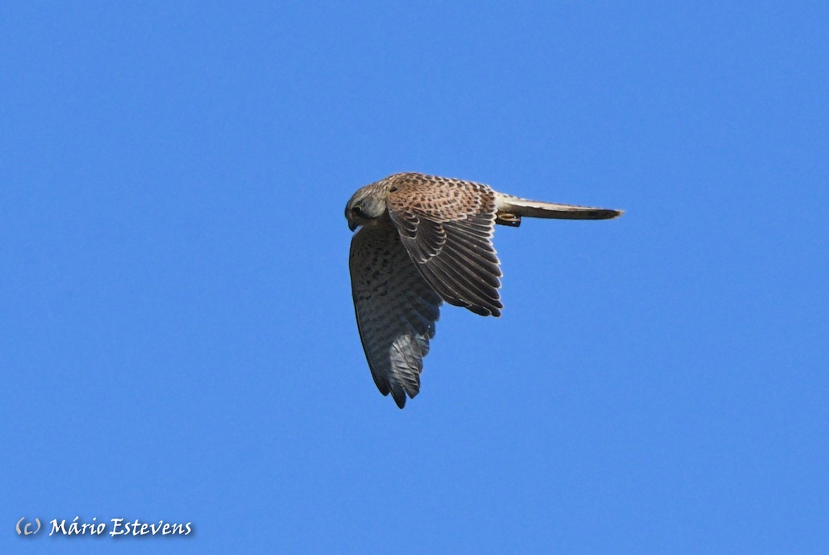 Eurasian Kestrel - ML492379981