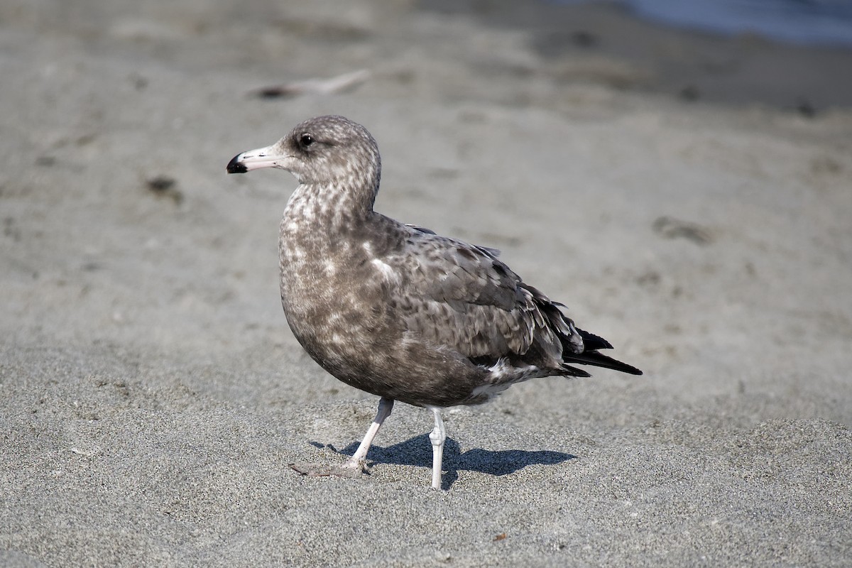 Heermann's Gull - ML492380921