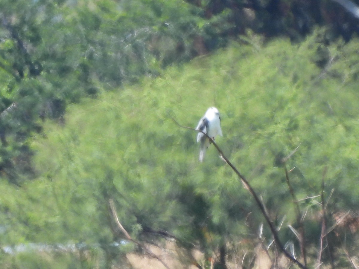 White-tailed Kite - ML492381211