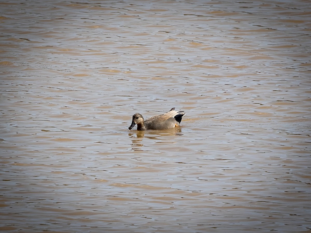 Gadwall - ML492381921