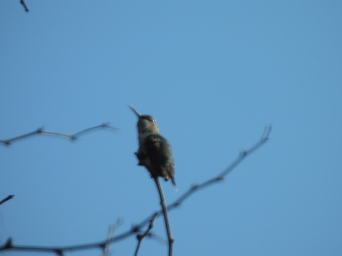 Rufous Hummingbird - ML492382121