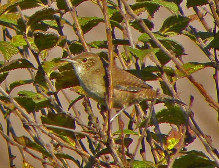 House Wren - David Zmoda