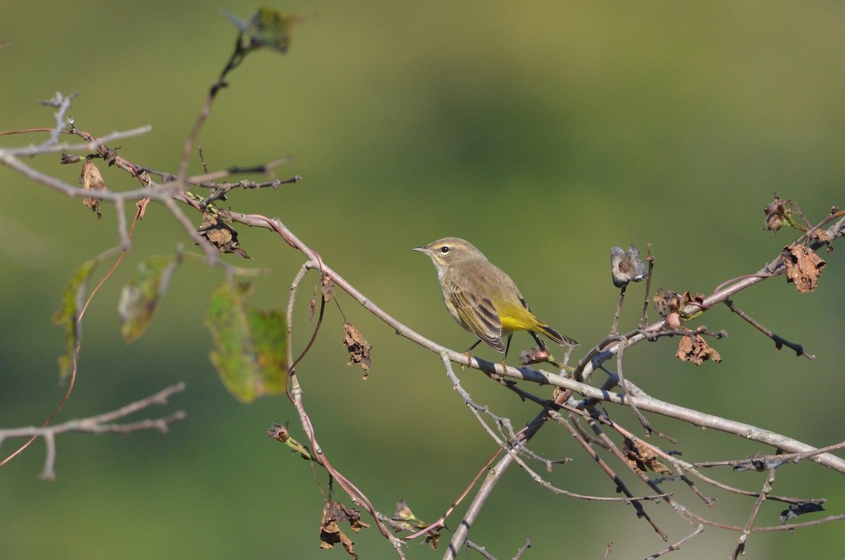 lesňáček bažinný (ssp. palmarum) - ML492383821