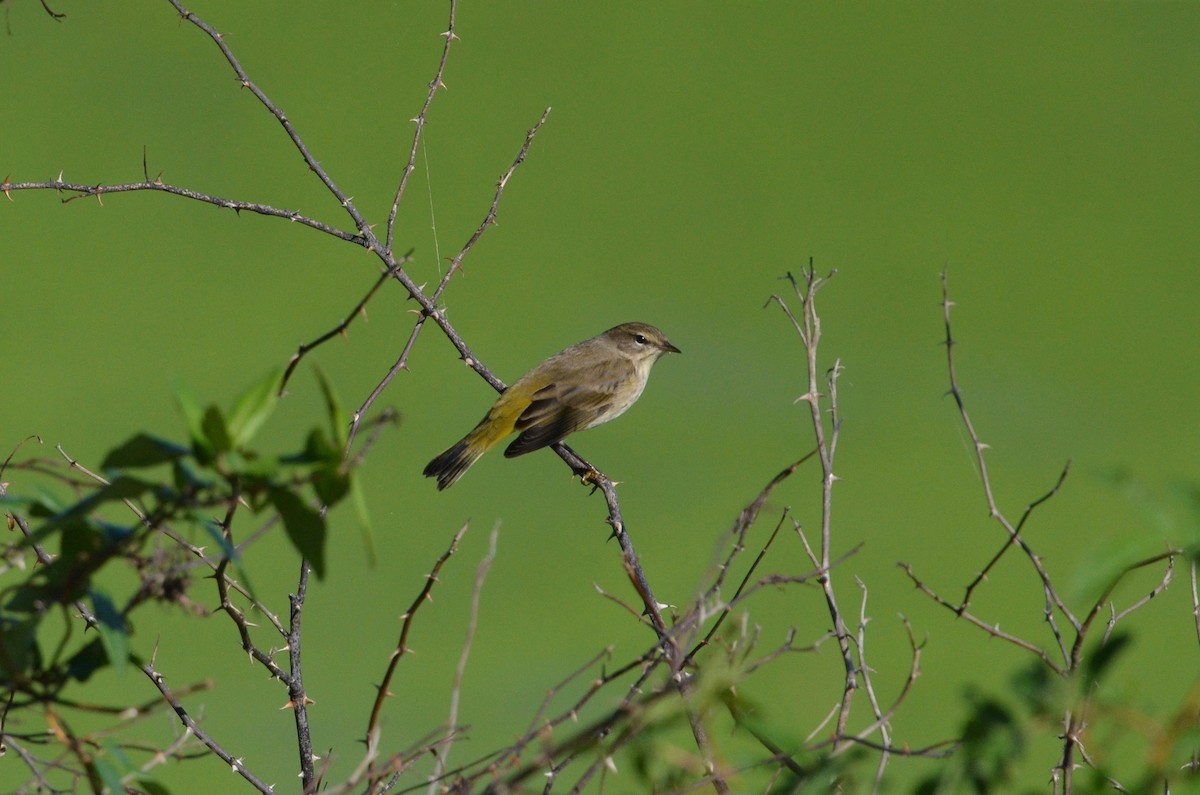 lesňáček bažinný (ssp. palmarum) - ML492383841