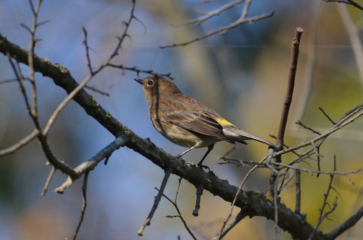 Пісняр-лісовик жовтогузий (підвид coronata) - ML492383931