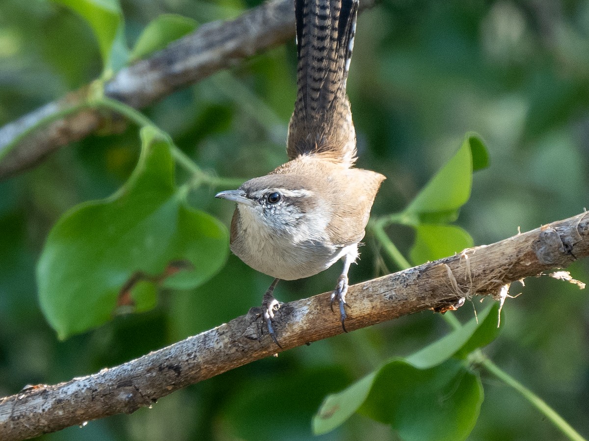 Bewick's Wren - ML492383991