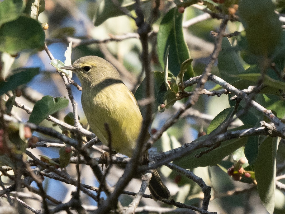 Orange-crowned Warbler - ML492384141