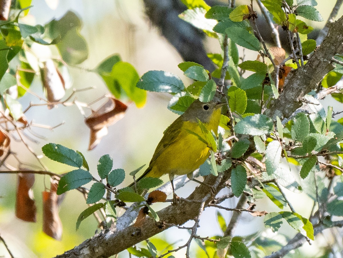 Nashville Warbler - ML492384231