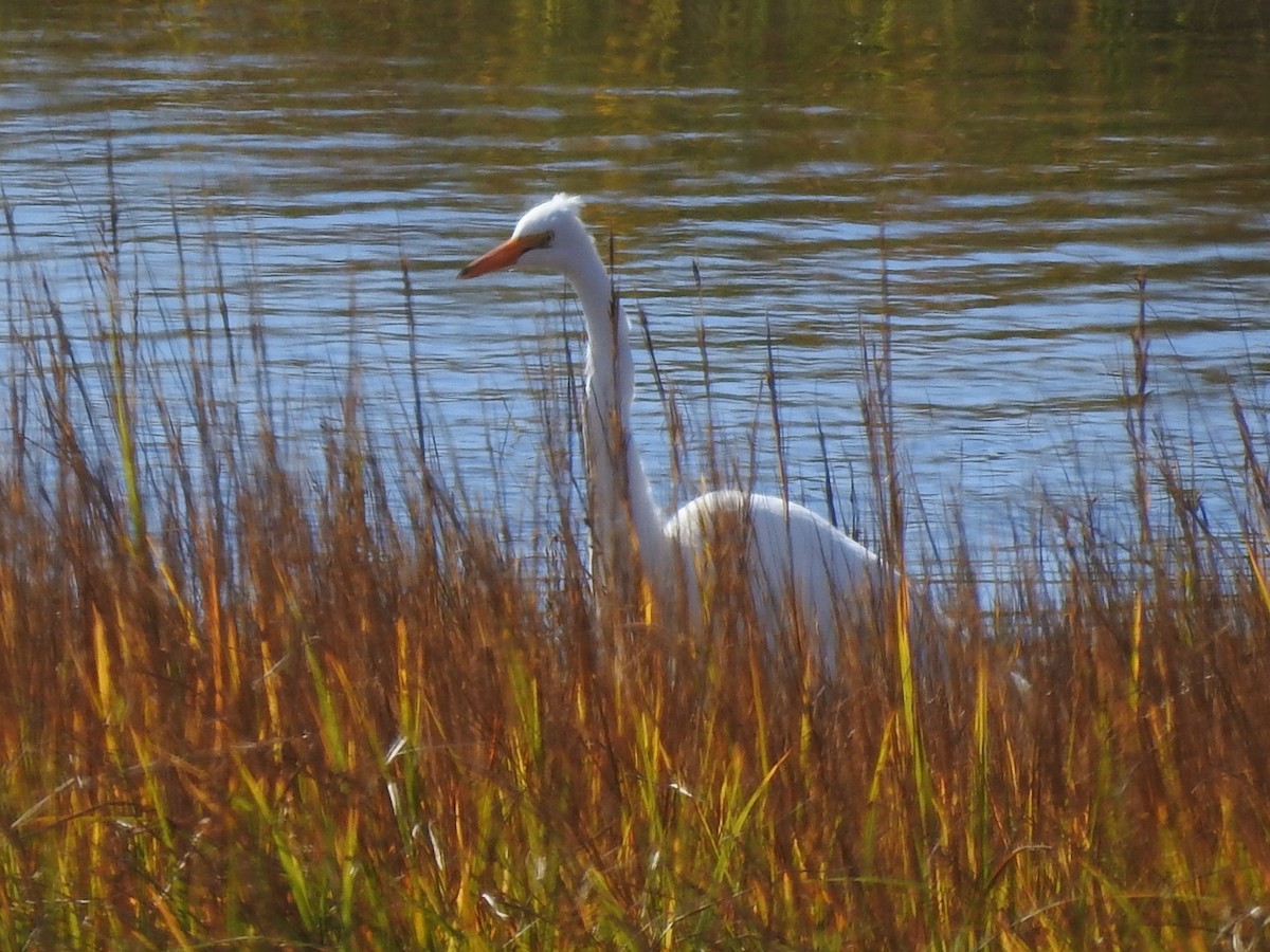 volavka bílá - ML492384471