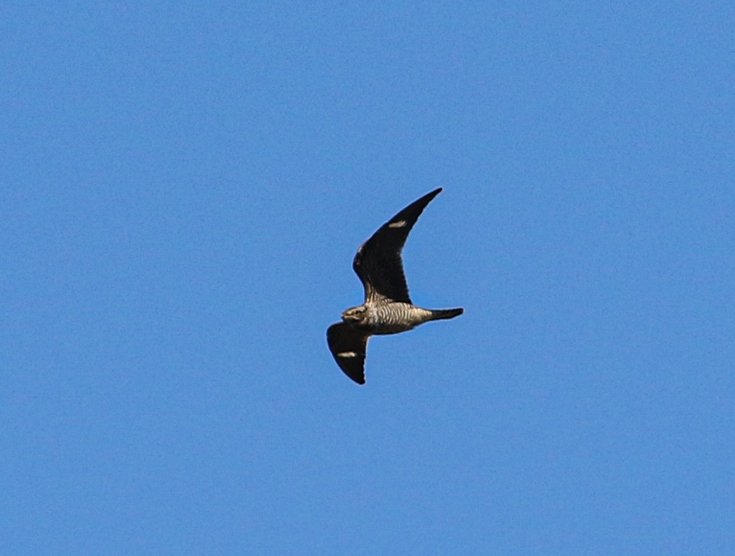 Common Nighthawk - Jason Rieger