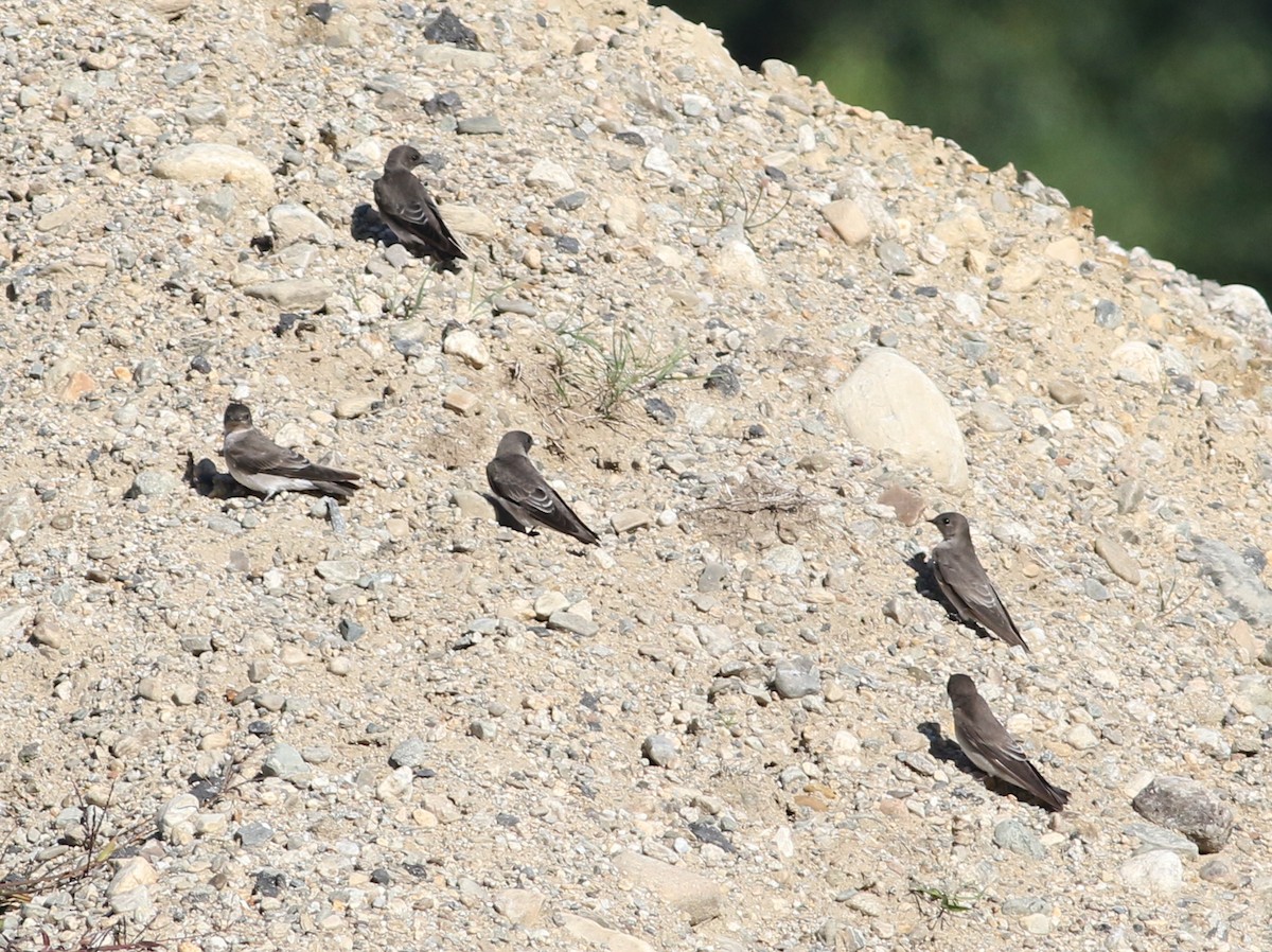 Northern Rough-winged Swallow - ML492385371