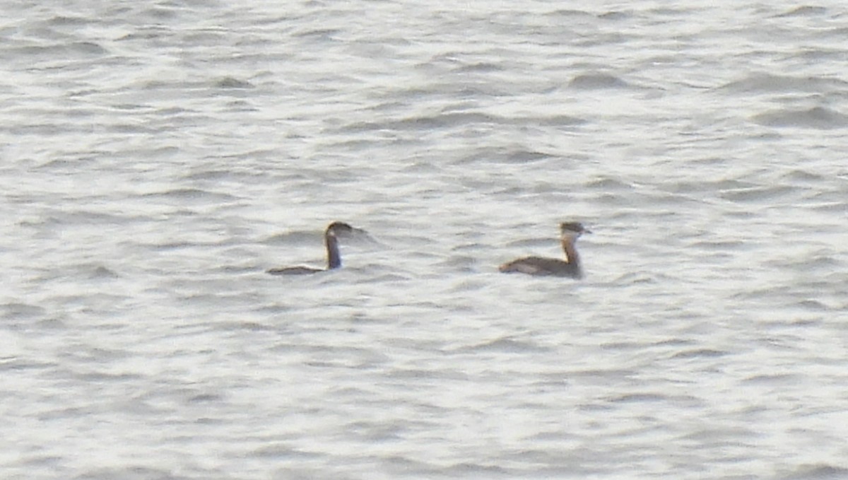 Red-necked Grebe - ML492386301