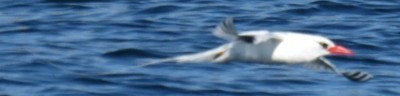 Red-billed Tropicbird - ML492387171