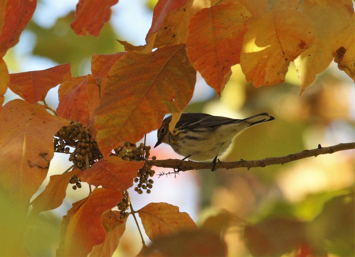 Yellow-rumped Warbler - ML492388221