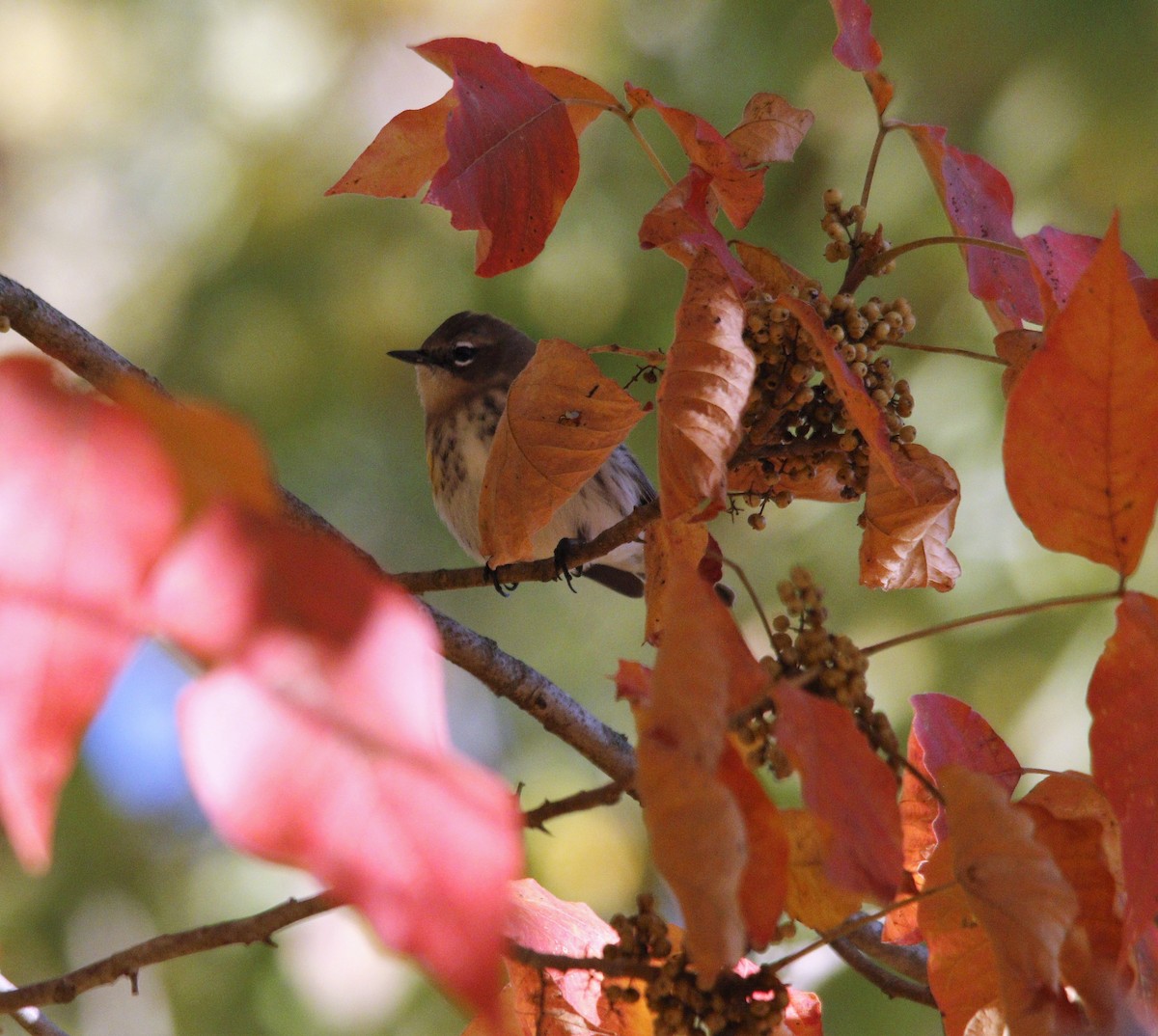 Yellow-rumped Warbler - ML492388241