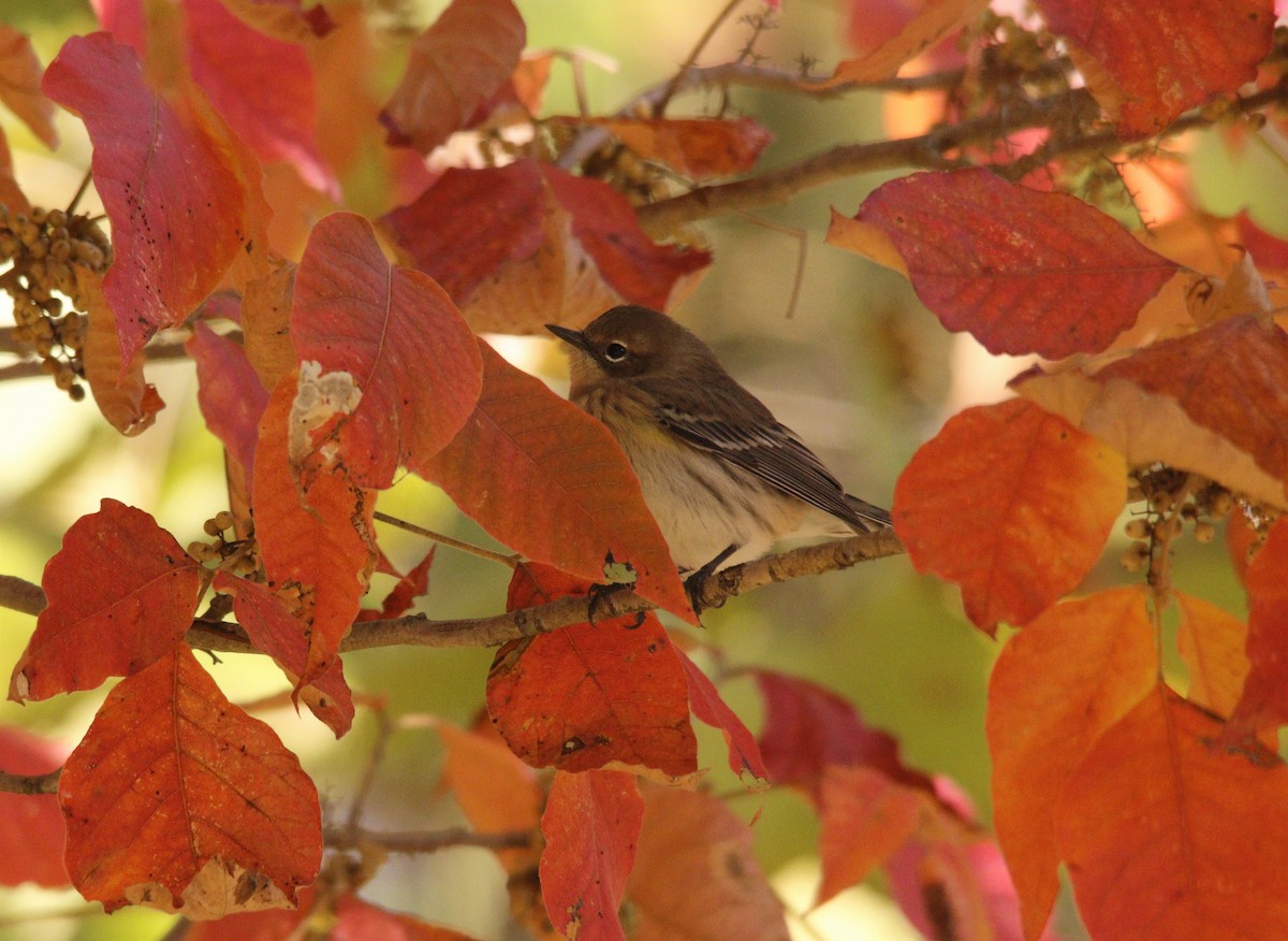 Yellow-rumped Warbler - ML492388251