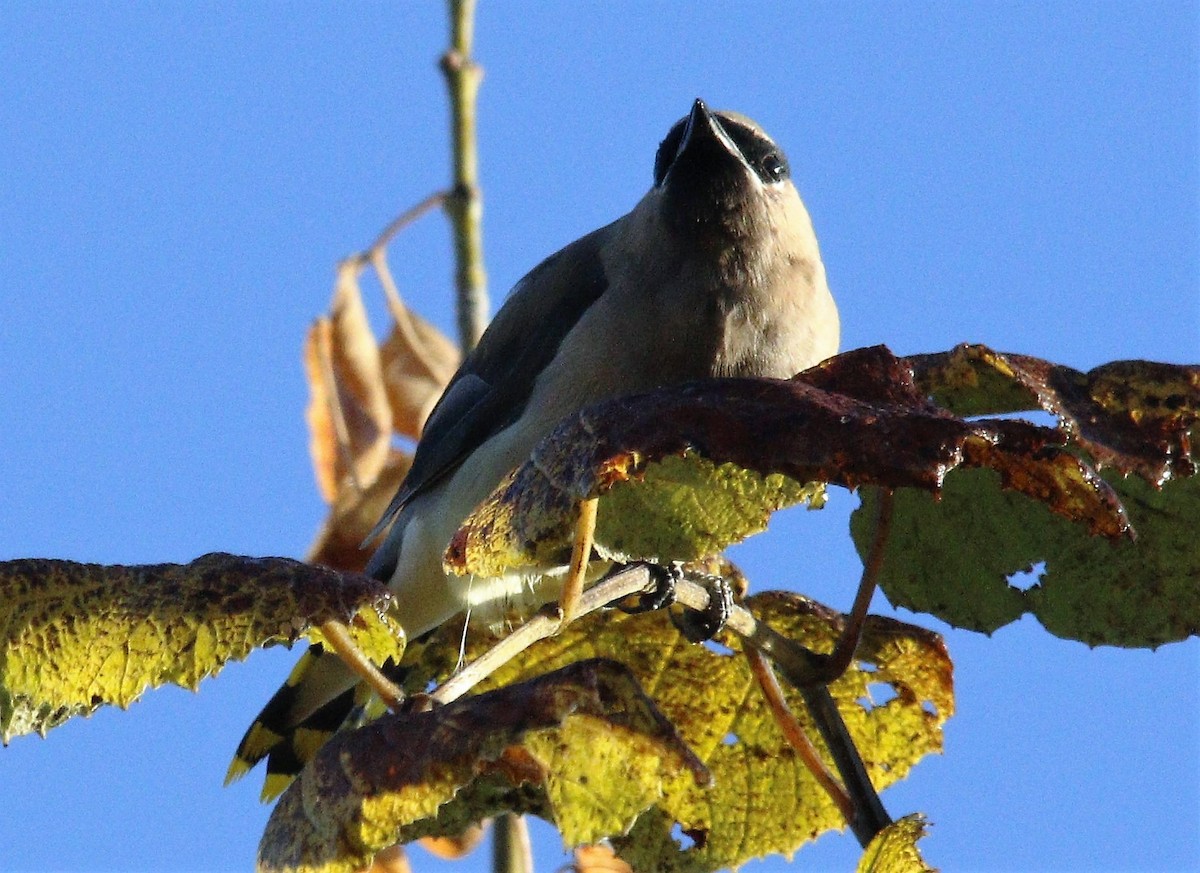 Cedar Waxwing - ML492388691