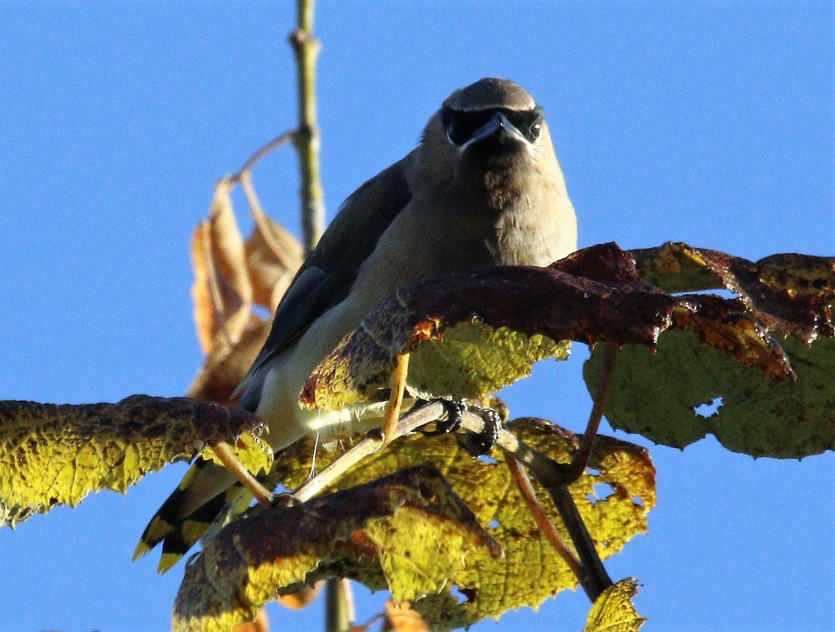 Cedar Waxwing - ML492388701