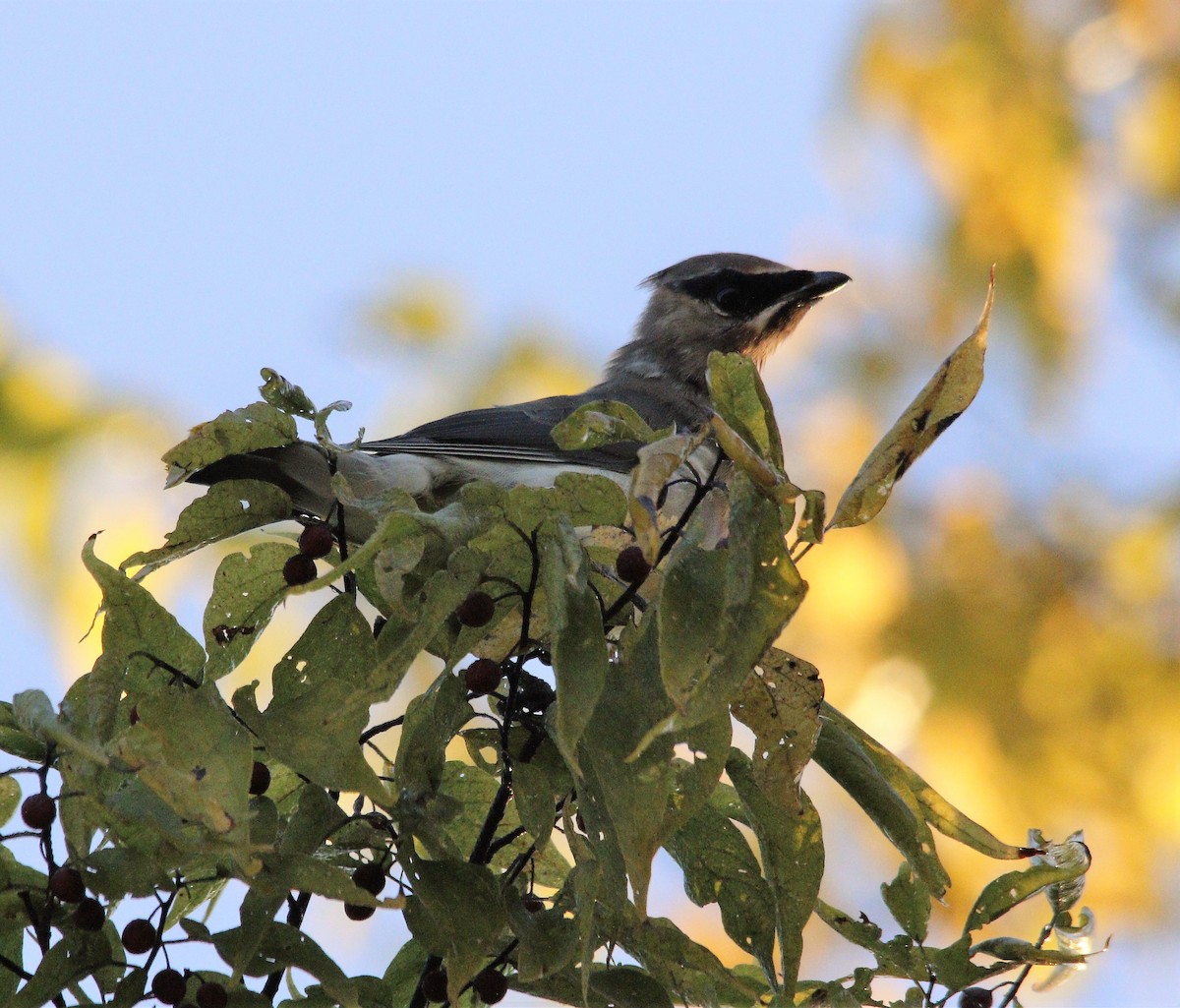 Cedar Waxwing - ML492388711