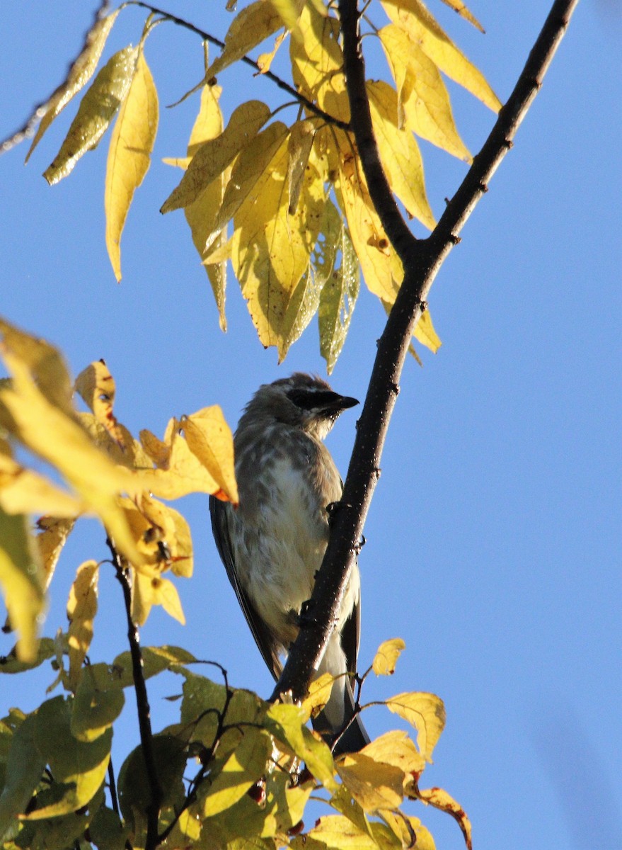 Cedar Waxwing - ML492388721