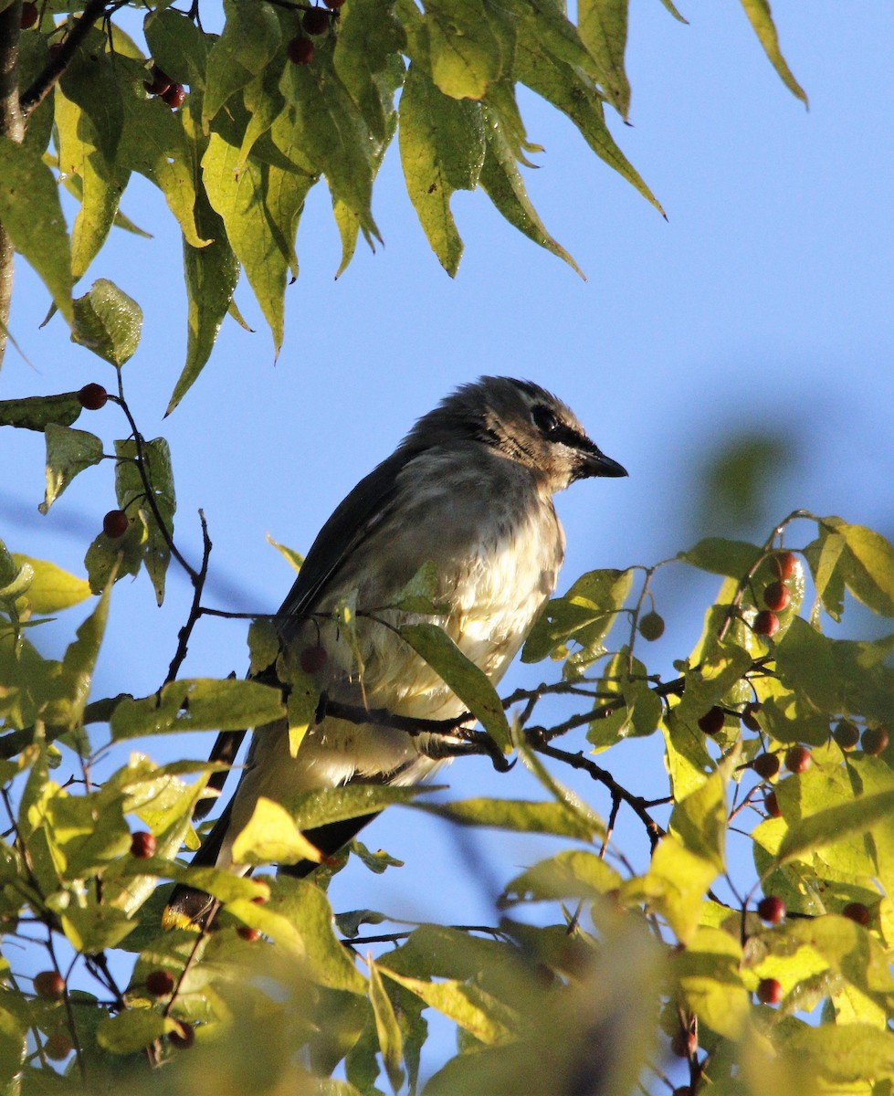 Cedar Waxwing - ML492388731