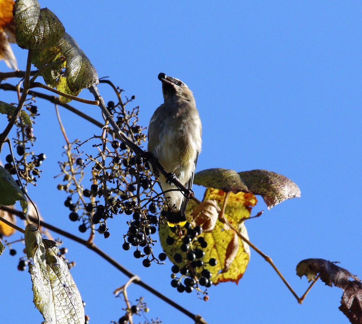 Cedar Waxwing - ML492388761