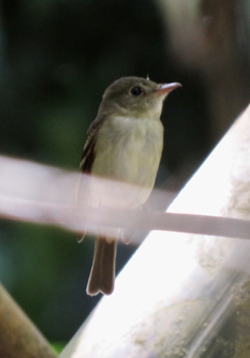 Empidonax sp. - ML492388981