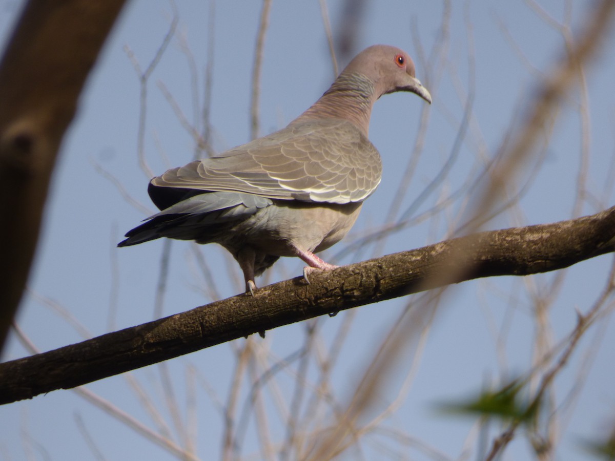 Picazuro Pigeon - ML492390081