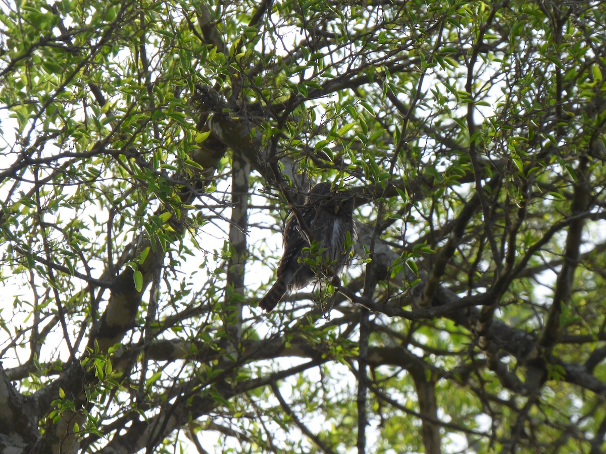 Ferruginous Pygmy-Owl - ML492390281