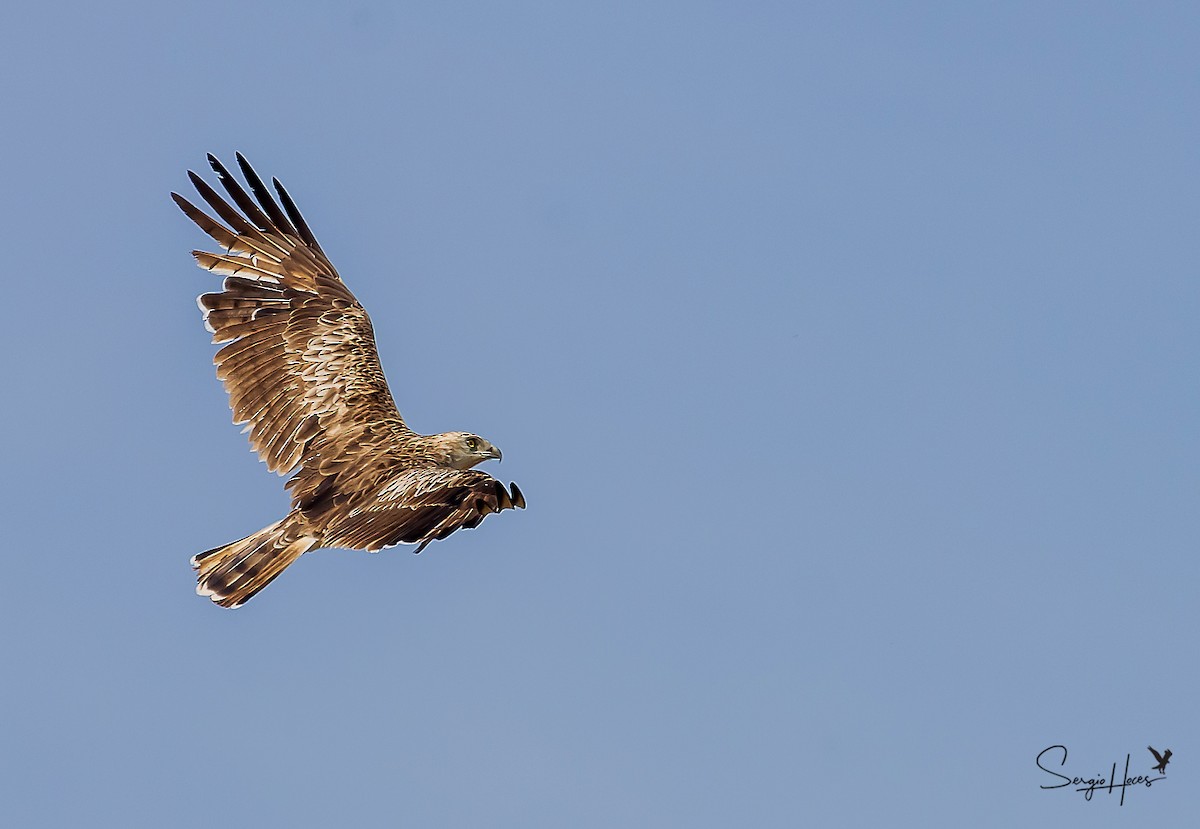 Short-toed Snake-Eagle - Sergio Hoces lucena