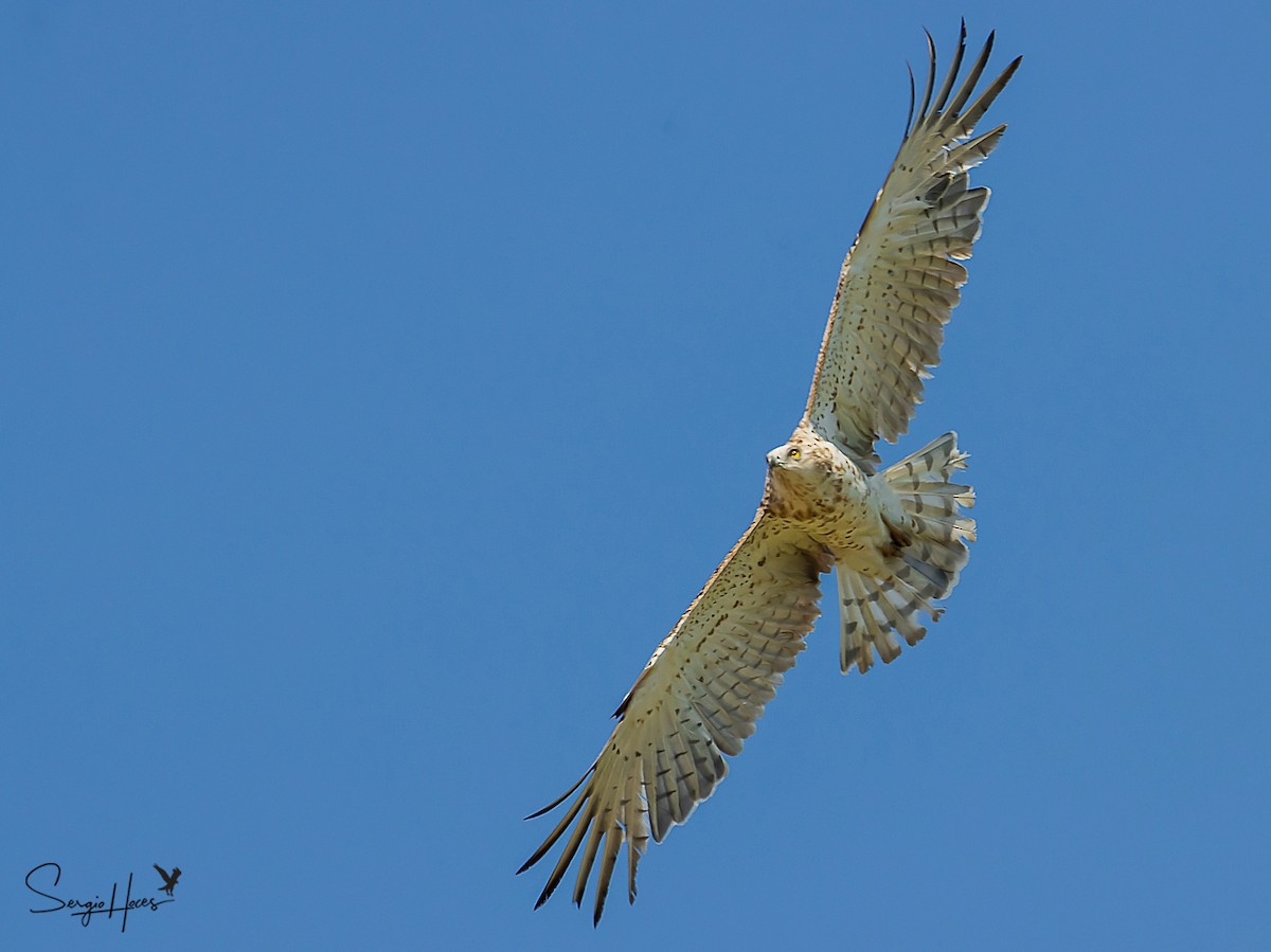 Short-toed Snake-Eagle - Sergio Hoces lucena