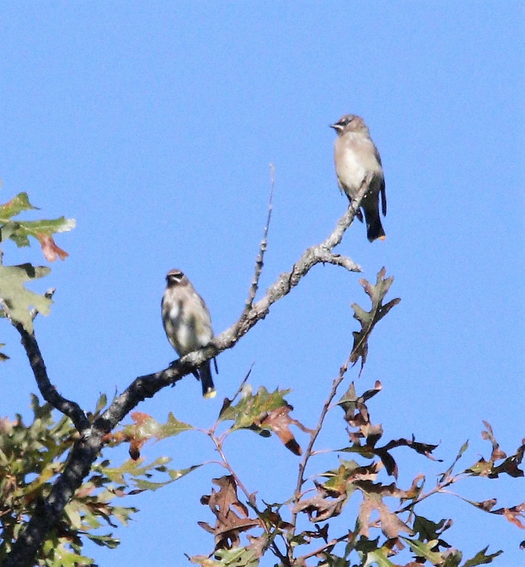 Cedar Waxwing - ML492391001