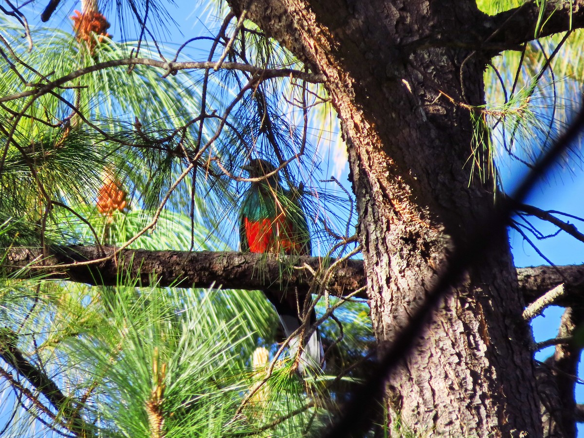 Eared Quetzal - ML49239131