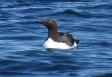 Common Murre - ML492391901